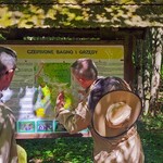 Grzędy w Biebrzańskim Parku Narodowym. Naturalne barcie i edukacja o dzikich pszczołach