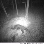 Zaskoczenie w podlaskim lesie. Kamera zarejestrowała niedźwiedzia