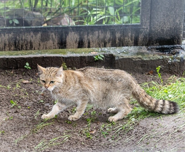 Akcent ZOO ma nowego mieszkańca. To wyjątkowy i rzadki gość