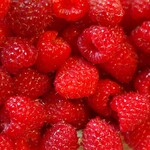Sezon grozy dla producentów malin. Skup płaci o połowę mniej