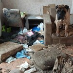 Hodowla grozy pod Białymstokiem. Prokuratura umarza sprawę