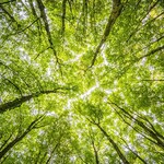 Służby wchodzą do lasów. Sprawdzą wszystko, także na twojej działce