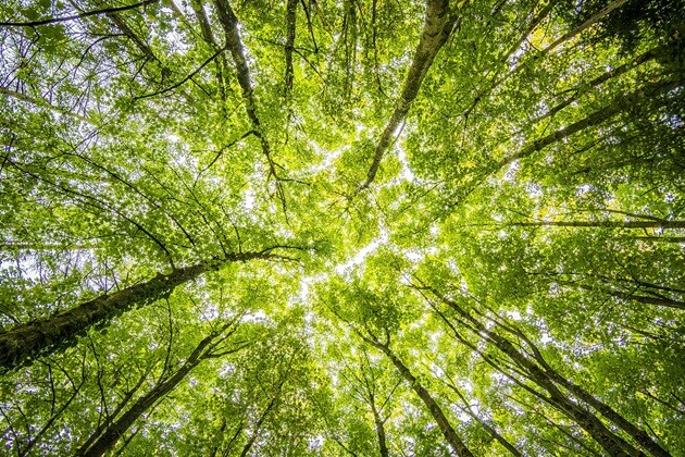 Służby wchodzą do lasów. Sprawdzą wszystko, także na twojej działce