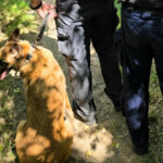Nefa w akcji. Wykryła narkotyki na terenie białostockiego aresztu
