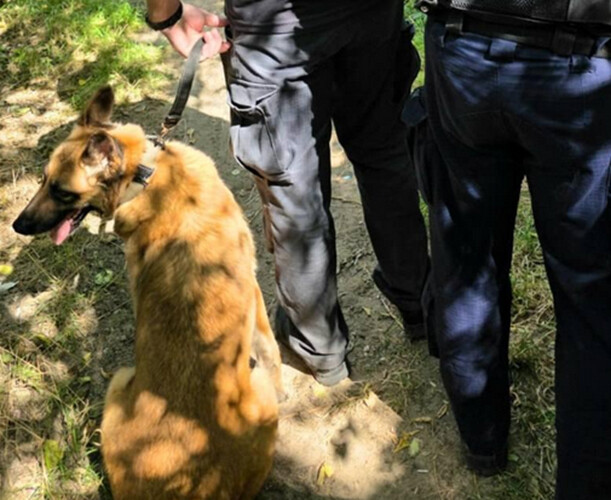 Nefa w akcji. Wykryła narkotyki na terenie białostockiego aresztu