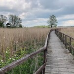 „Kładka wśród bagien” w Narwiańskim Parku Narodowym przechodzi metamorfozę