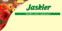 Jaskier - Szkółka roślin ozdobnych