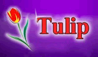 Tulip. Hurtownia kwiatów sztucznych i upominków