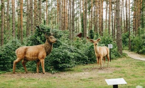 To będzie rewanż za przegrany półfinał. Jaga przy pełnych trybunach zagra z Pogonią