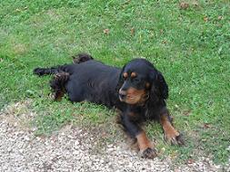 Cocker Spaniel