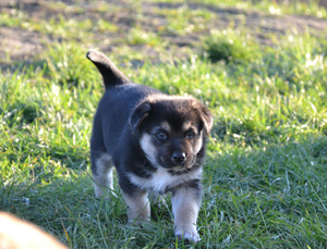 Oddam 3 szczeniaki (mix husky z owczarkiem niemieckim)