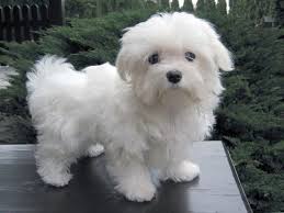Przyjme pieska Shih tzu bądż Maltańczyka