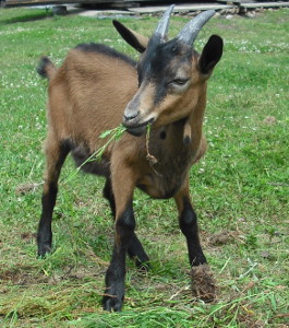 Koziołek alpejski