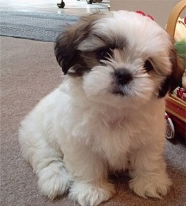 Przygarnę szczeniaka Shih Tzu lub maltańczyk 