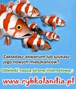 Rybki i rośliny akwariowe