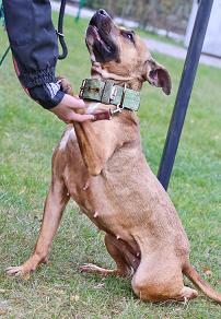 Amstaff/pitbull - bullowate DO ADOPCJI !! schronisko B-stok