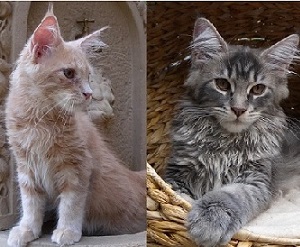 sprzedam  3 miesięczne kociaki Maine Coon