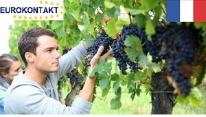 Zbiór winogron we Francji. Legalne zatrudnienie. Wysokie zarobki!