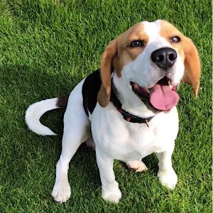 PIES BEAGLE